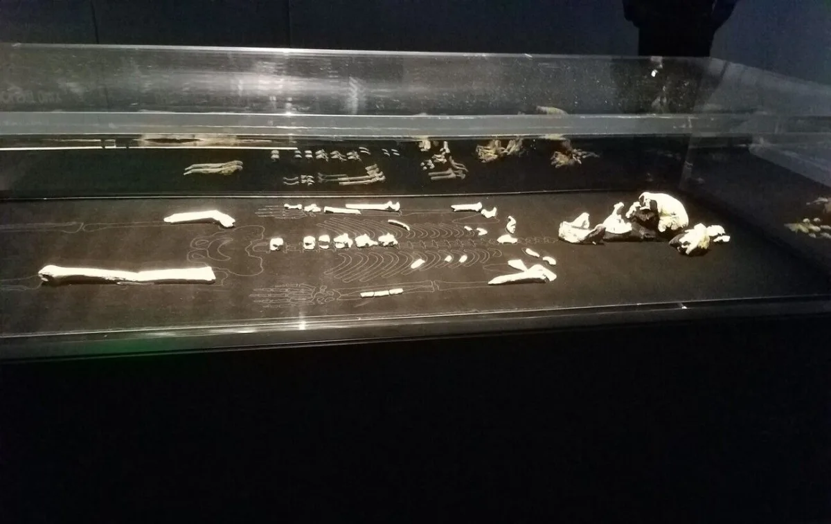 Homo naledi: як відкриття зубної емалі змінює розуміння еволюції людини